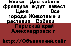  Вязка ! Два кобеля француза ,ждут  невест.. › Цена ­ 11 000 - Все города Животные и растения » Собаки   . Пермский край,Александровск г.